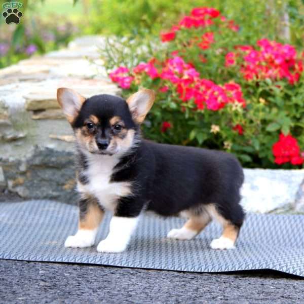 Posey, Pembroke Welsh Corgi Puppy