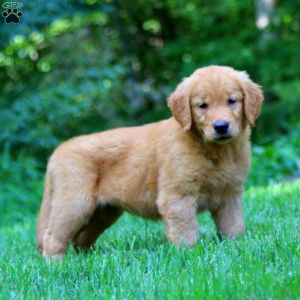 Posey, Golden Retriever Puppy