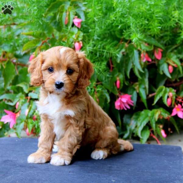 Posey, Cavapoo Puppy