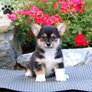 Posey, Pembroke Welsh Corgi Puppy