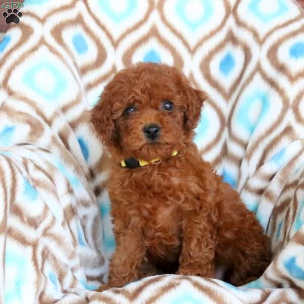 Precious, Toy Poodle Puppy