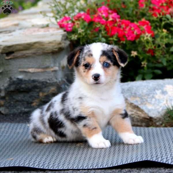 Precious, Pembroke Welsh Corgi Puppy