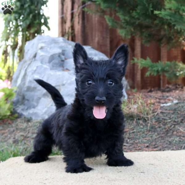 Preston, Westie Mix Puppy