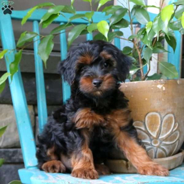 Preston, Yorkie Poo Puppy