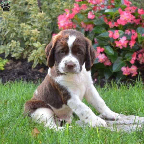 Pretzel, English Springer Spaniel Puppy