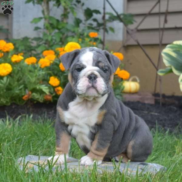 Prince, English Bulldog Puppy