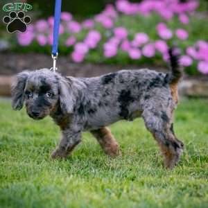 Princess, Cavapoo Puppy