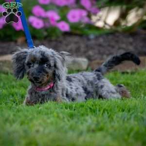 Princess, Cavapoo Puppy