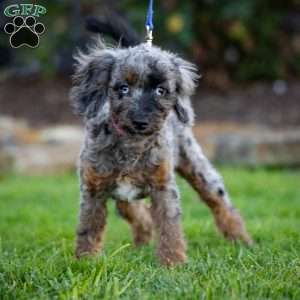 Princess, Cavapoo Puppy