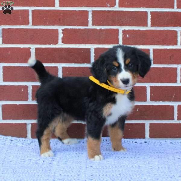 Princess, Bernese Mountain Dog Puppy