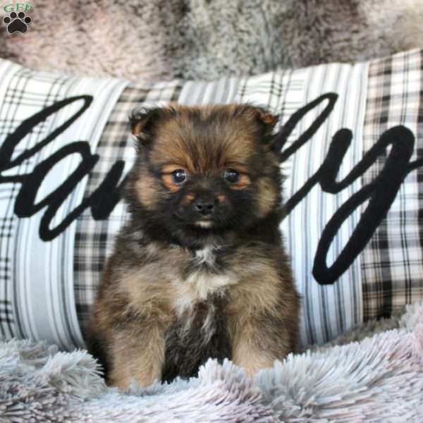 Princess, Pomeranian Puppy