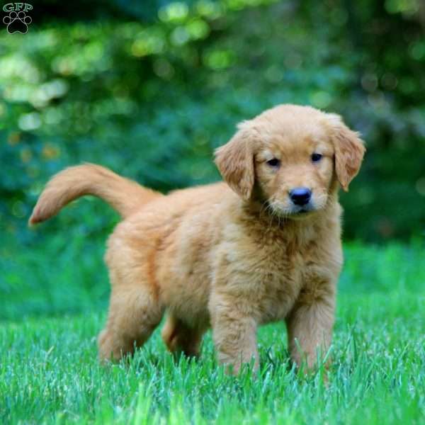 Princess, Golden Retriever Puppy