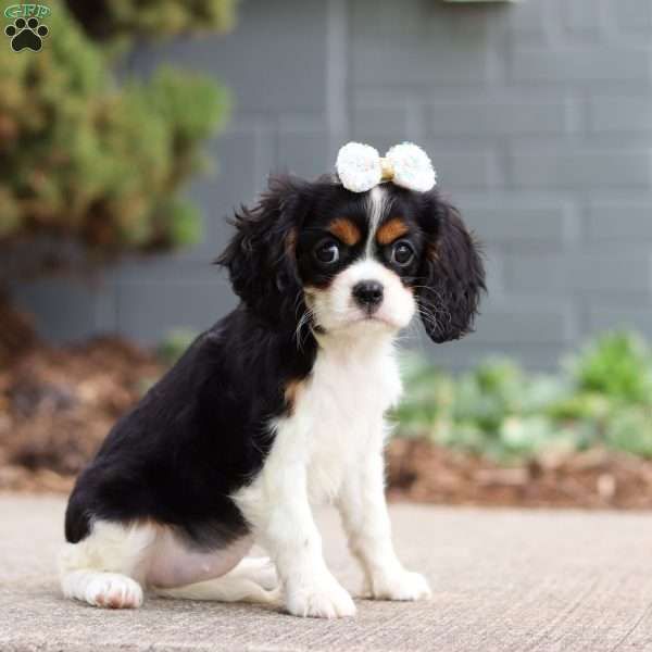 Princess, Cavalier King Charles Spaniel Puppy