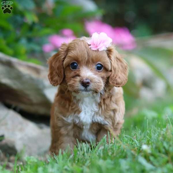 Prissy, Cockapoo Puppy