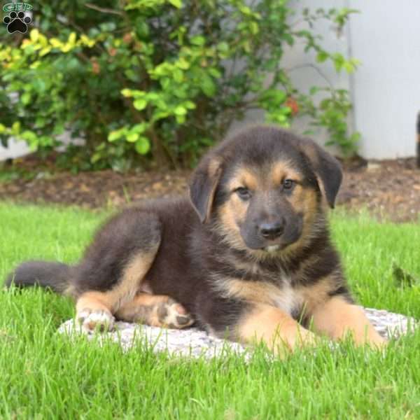 Puma, German Shepherd Mix Puppy