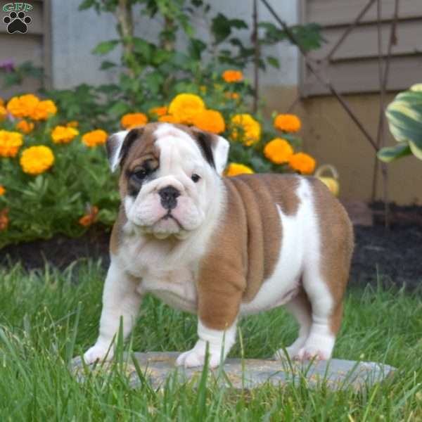 Pumpkin, English Bulldog Puppy