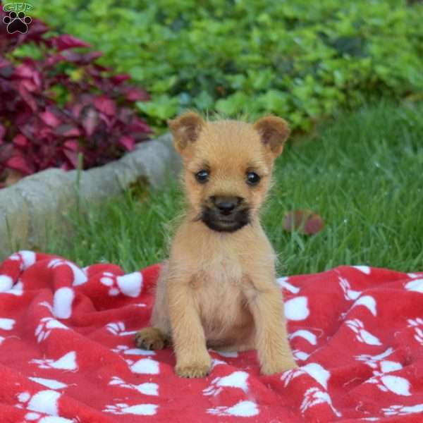 Pumpkin, Cairn Terrier Puppy