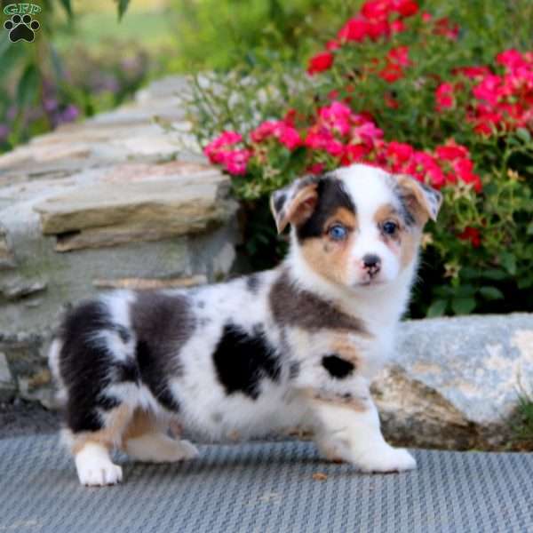 Pumpkin, Pembroke Welsh Corgi Puppy