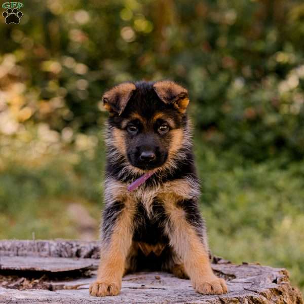 Patty, German Shepherd Puppy