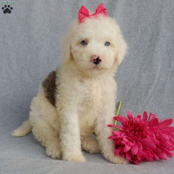 Gracie, Mini Sheepadoodle Puppy