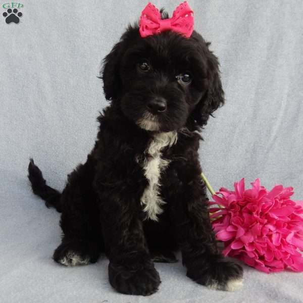 Coco, Mini Sheepadoodle Puppy