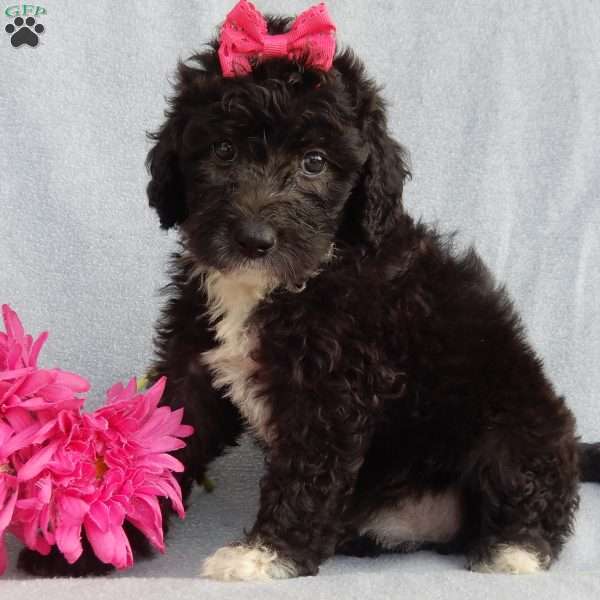 Stella, Mini Sheepadoodle Puppy