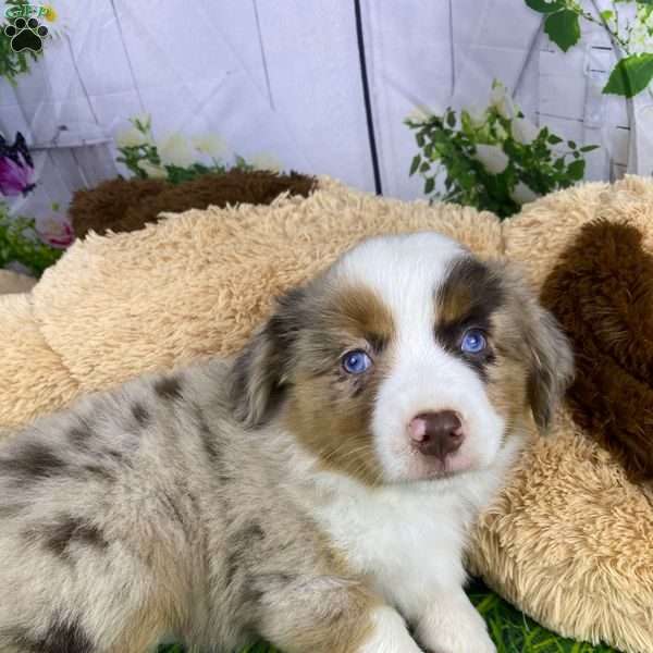 Chloe, Miniature Australian Shepherd Puppy