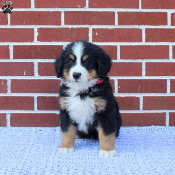 Racer, Bernese Mountain Dog Puppy