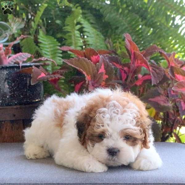 Racer, Teddy Bear Puppy