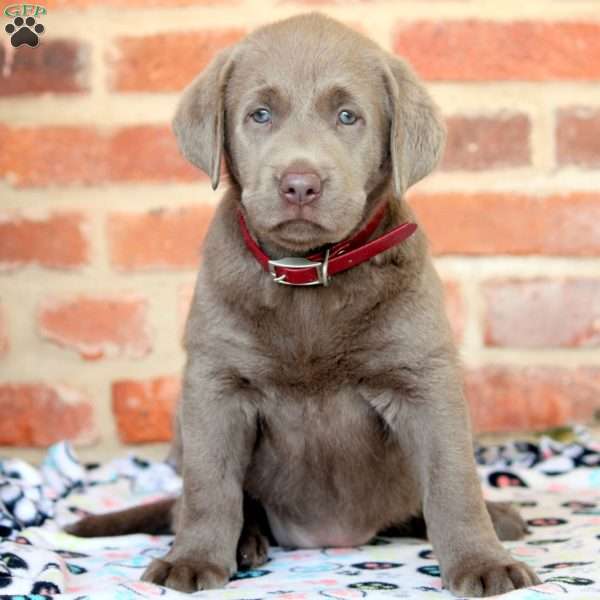 Rachel, Silver Labrador Retriever Puppy