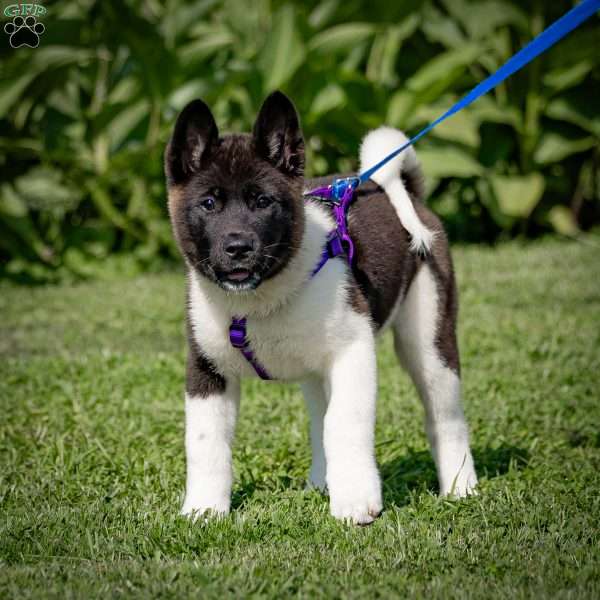 Raeden, Akita Puppy