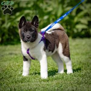 Raeden, Akita Puppy