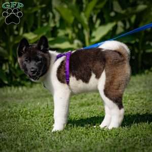 Raeden, Akita Puppy