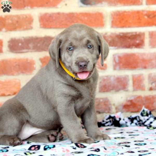 Raine, Silver Labrador Retriever Puppy