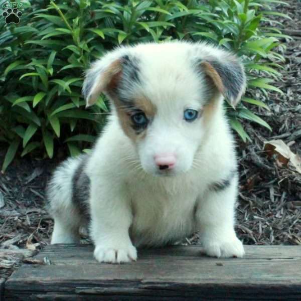 Raine, Pembroke Welsh Corgi Puppy