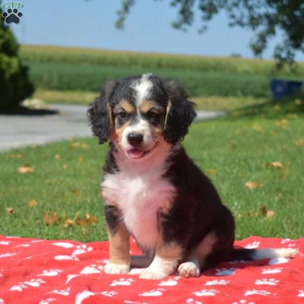 Raisin, Mini Bernedoodle Puppy