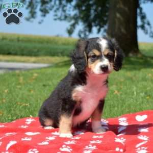 Raisin, Mini Bernedoodle Puppy