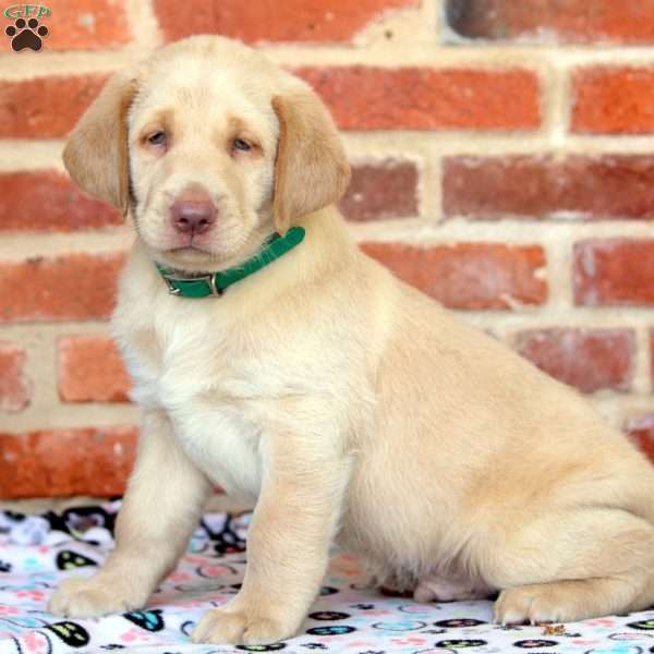 Ralph, Yellow Labrador Retriever Puppy