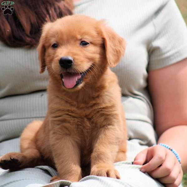 Ralph, Golden Retriever Puppy