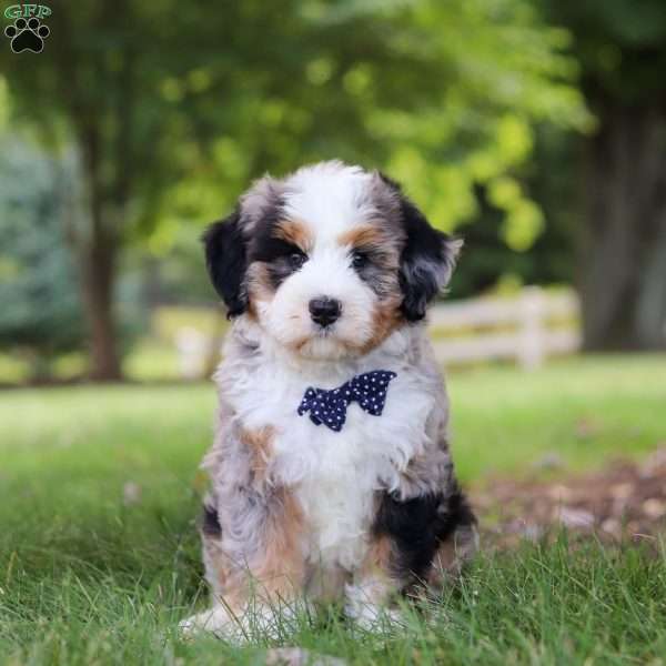 Rambo, Bernedoodle Puppy