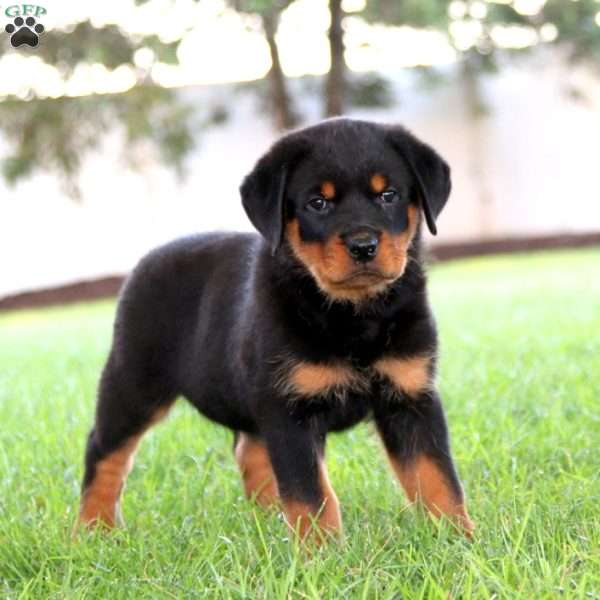 Randy, Rottweiler Puppy