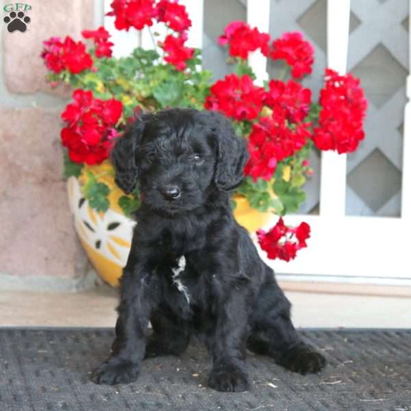 Randy, Labradoodle Puppy