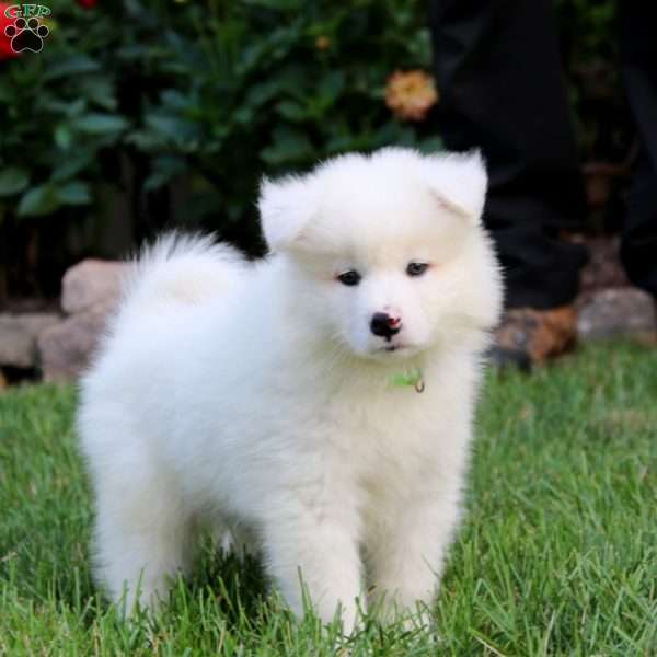 Randy, Samoyed Puppy