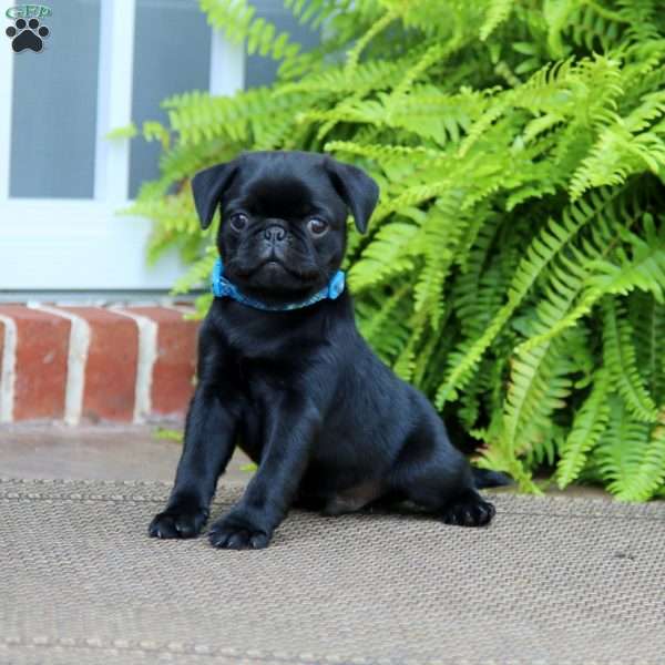 Randy, Pug Puppy