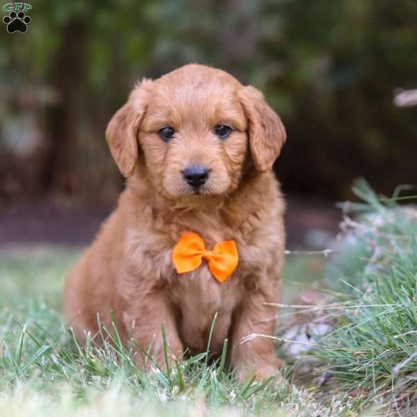 Randy, Goldendoodle Puppy