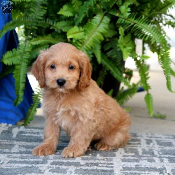 Ranger, Cockapoo Puppy