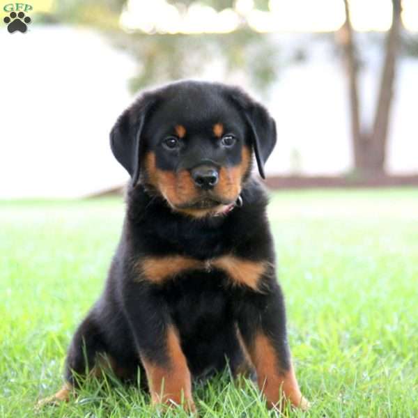 Ranger, Rottweiler Puppy