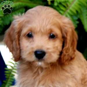 Ranger, Cockapoo Puppy