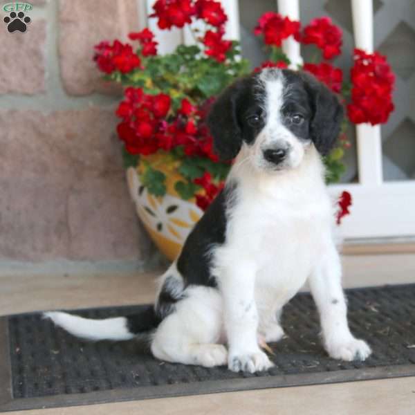 Rascal, Labradoodle Puppy