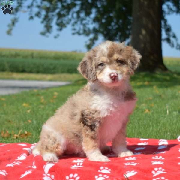 Raspberry, Mini Bernedoodle Puppy